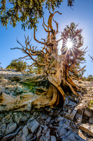 Sunburst through a gnarled Bristlecone along the Discovery Trail.