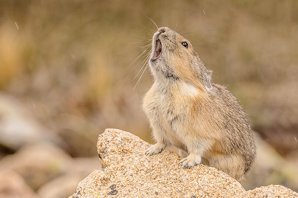 American Pika, Rock Cut, Rocky Mountain National Park