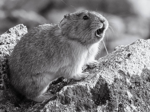 American Pika, Rocky Mountain National Park