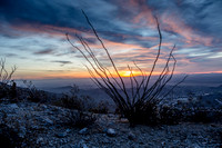 Ocotillo Cactus at dawn on South Mountain, Phoenix, AZ