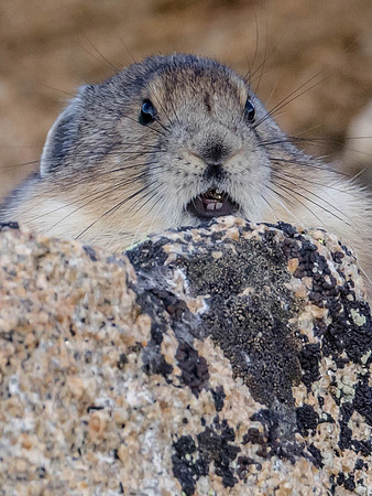 American Pika, Rocky Mountain National Park