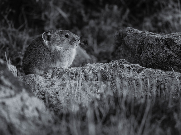 American Pika, Rocky Mountain National Park