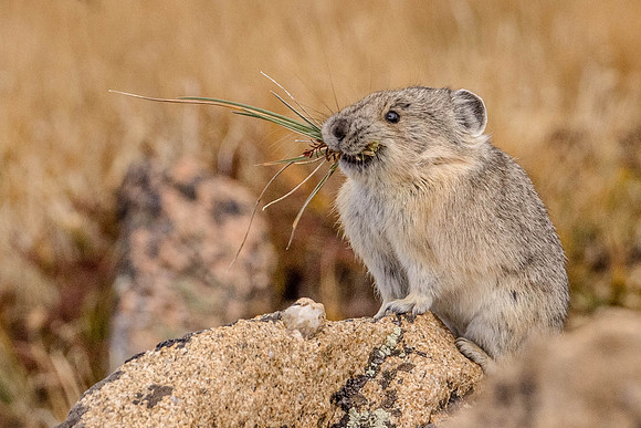 American Pika, Rock Cut, Rocky Mountain National Park