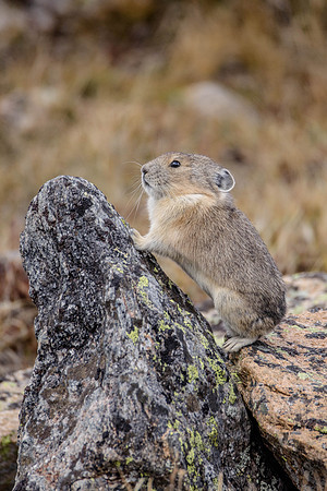 American Pika, Rocky Mountain National Park