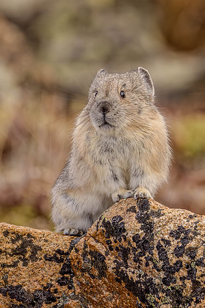 American Pika, Rock Cut, Rocky Mountain National Park