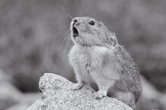 American Pika, Rocky Mountain National Park