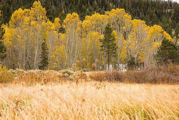 Aspens surrounding Sorensen's Resort (Hope Valley, CA)