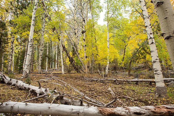 Aspens of Hope Valley, CA