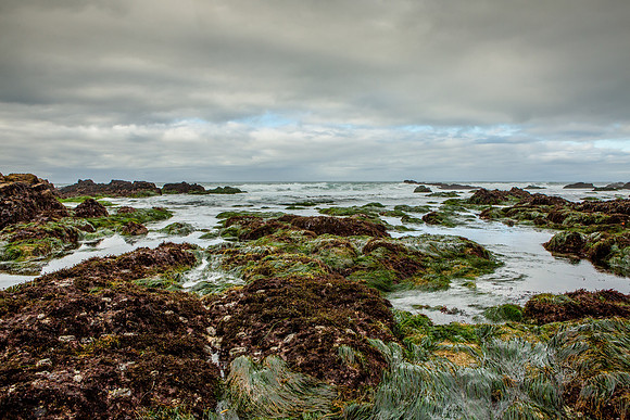 Tide-pools of Asilomar, CA