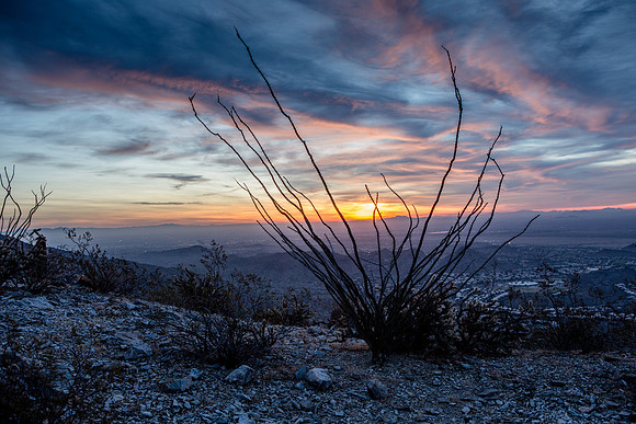 Ocotillo Cactus at dawn on South Mountain, Phoenix, AZ