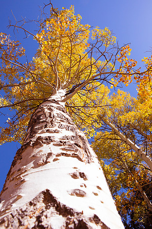 Old growth Aspen in Hope Valley, CA