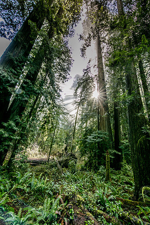 Sunburst in Redwood National Park, CA