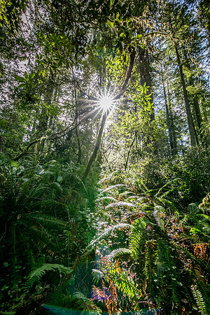 Sunburst and Jurassic vibes, Redwood National Park, CA