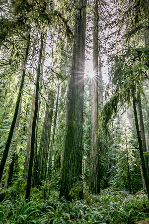 Ferns and Redwoods, Redwood National Park, CA