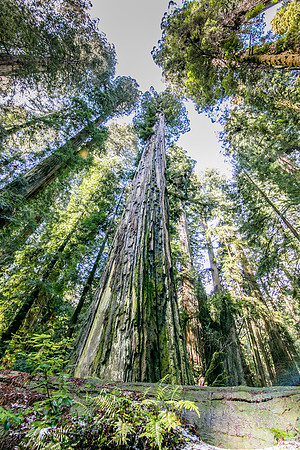 Cycle of life and death, Redwood National Park, CA