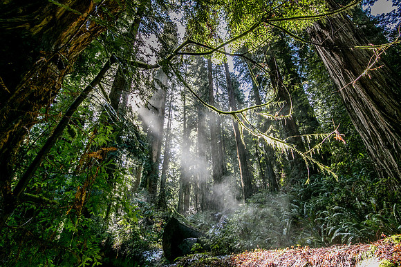 Morning after a storm, Redwood National Park, CA