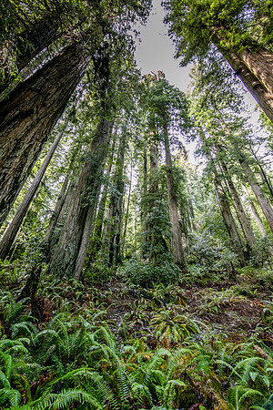 Standing amongst the Ancient Giants, Redwood National Park, CA