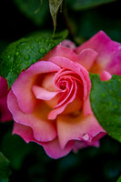 Blooms