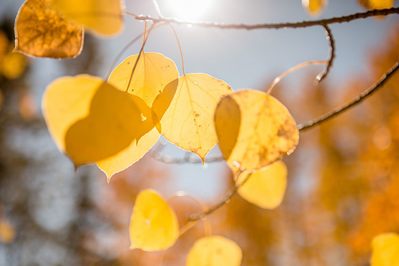 Autumn's glow