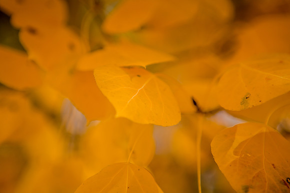 Aspen Leaves