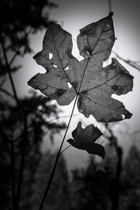 Fall leaf, Hope Valley, CA