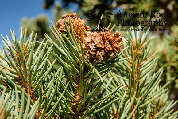 Young Bristlecone Pine Cones