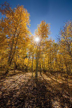 Sunburst over Aspens on Monitor Pass, CA