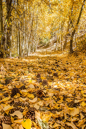 Aspen Tract on Interstate 395 near Lee Vining, CA