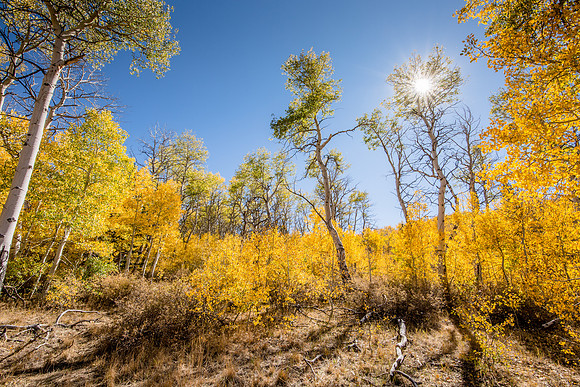 Sunburst over Aspens on Monitor Pass, CA