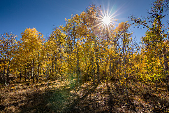 Sunburst over Aspens on Monitor Pass, CA