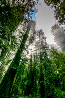 Streaming light amidst the Giants, Redwood National Park, CA