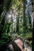 Sunburst on the trail, Redwood National Park, CA