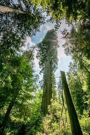 Sacagawea tree (28th Largest Coast Redwood on Earth)