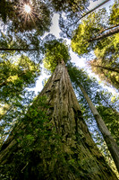 Coastal Redwoods