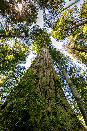 The Del Norte Titan tree (7th Largest Coast Redwood on Earth)