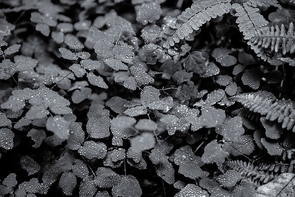 Clover cloaked in morning dew, Redwood National Forest, CA